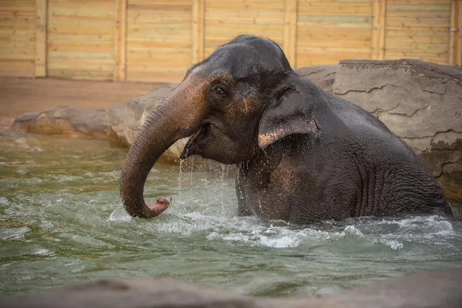 Columbus Zoo's Phoebe, The Asian Elephant, Awaits Arrival Of Calf – Anticipated Birth This Summer