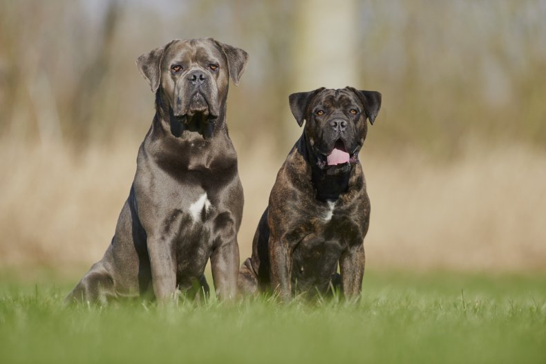 Guard Dog Mode Engaged: Cane Corso's Surprising Response To A Possible Intruder