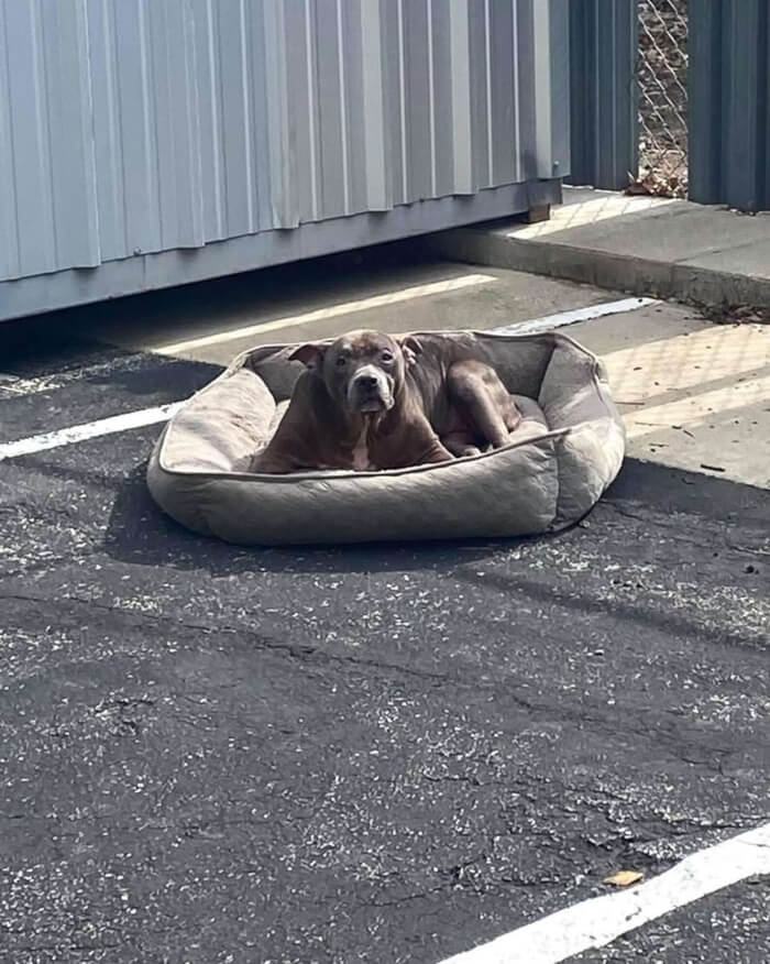 Emotional Incident: Dog Deserted In Vacant Parking Lot, Left With Only A Bed