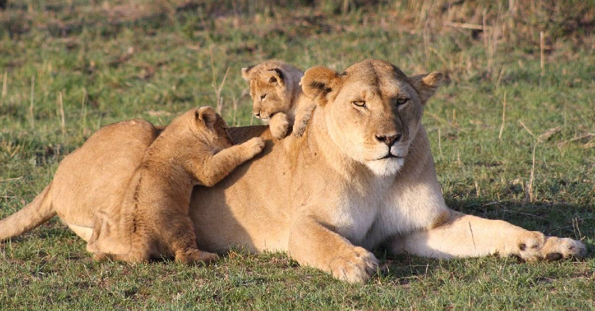 Inaugural Encounter: Papa Lion Bends Low To Embrace His Tiny Cub